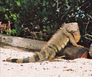 A large iguana rests on a fallen log.