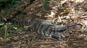 Large black-and-white Tegu on forest floor.