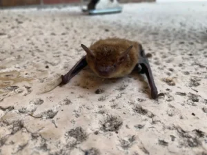A bat resting on a textured surface