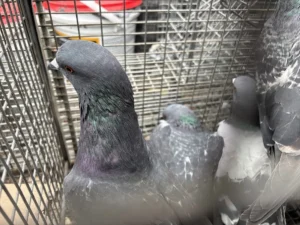 Pigeons in a live-capture cage