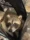 A raccoon photographed during wildlife handling