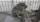 A rat in a live-capture cage