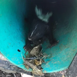 A striped skunk inside a container