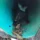 A striped skunk inside a container