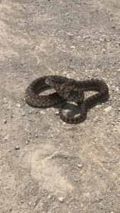 A snake coiled on the ground