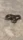 A snake coiled on the ground