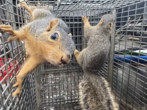 Squirrels in a live-capture cage