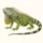 Illustration of a green iguana